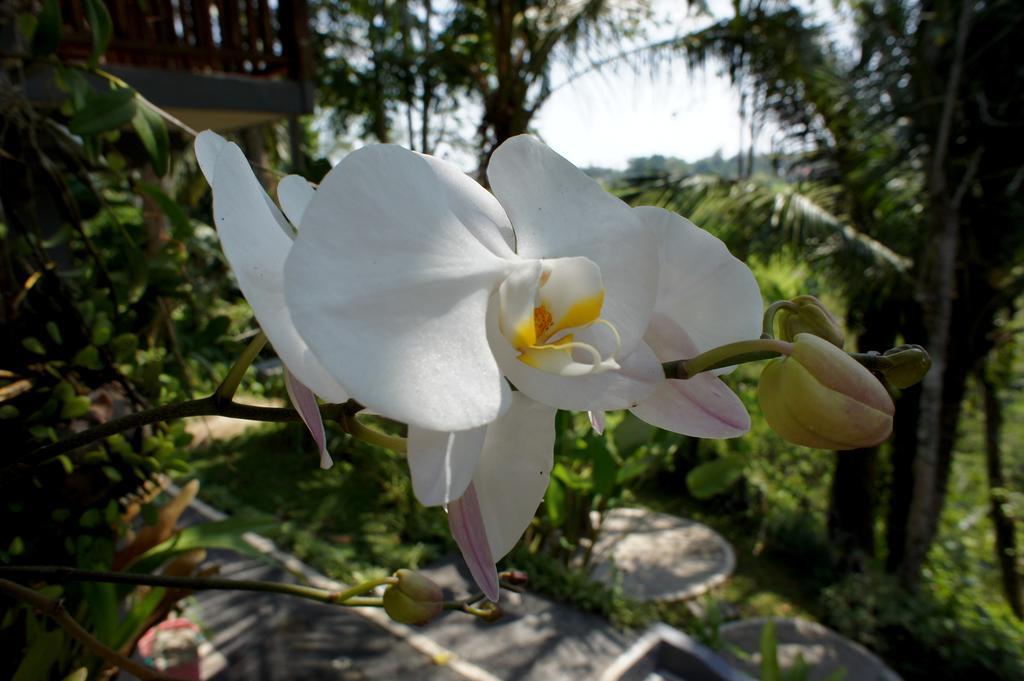 Prashanti Bali Ubud Esterno foto